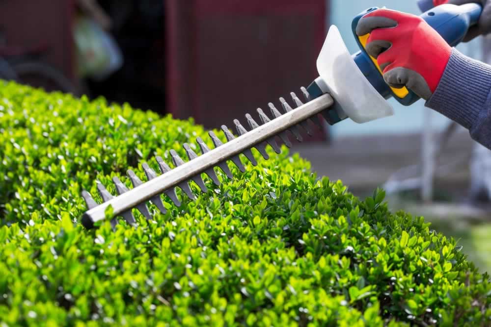 Bush Trimming